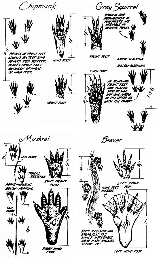 identify animal tracks illustration chipmunk squirrel muskrat beaver