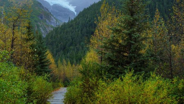 Árvores e montanhas em paisagem no Alasca