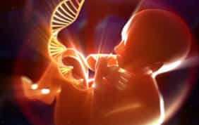 El genoma producto de la fecundación diferente del padre y la madre va dirigiendo el desarrollo del embrión en sus

complejas transformaciones y será uno hasta el final de la vida de la persona