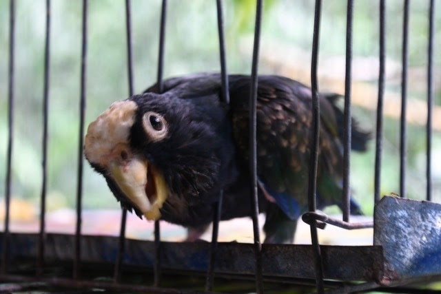 White crowned parrot sticking head out of enclosure