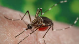 a mosquito on skin