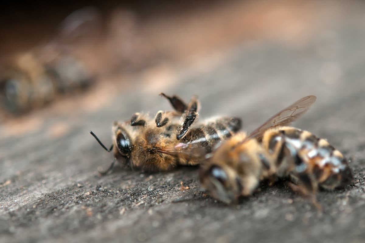 Scientists have found that triggering "honeybee syndrome" could be an effective secondary treatment against cancer