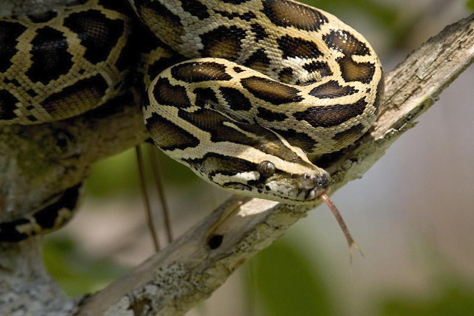 The First Recorded Python In Everglades National Park, 40 Years Later