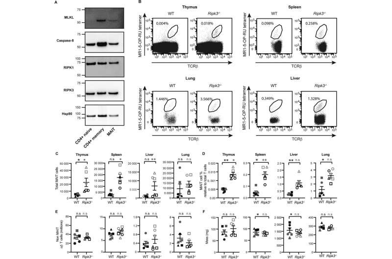 Study: Keeping T cells active, but not too active, could be key to new immune therapies