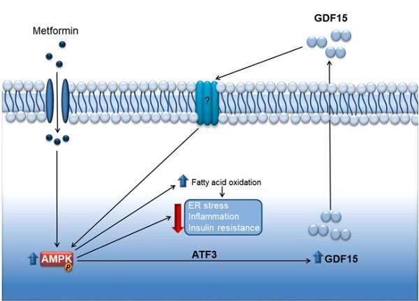 Metformin relies on the action of a cellular-stress-response protein