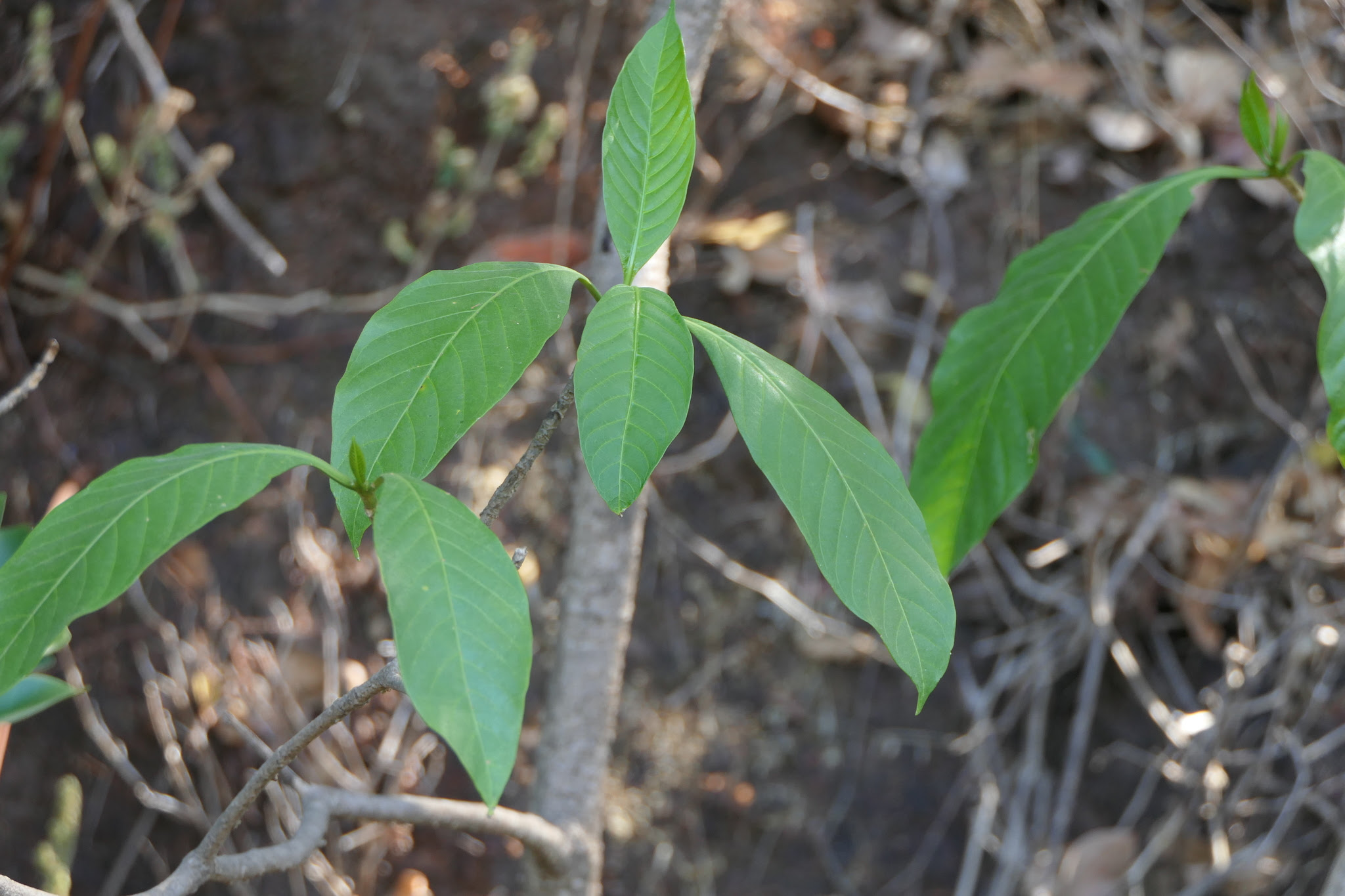 Tabernaemontana alternifolia L.