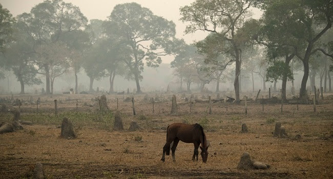 A horse, termite mound and trees are seen surrounded by smoke of the wildfire at the wetland of Pantanal