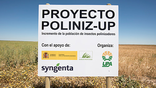 Olivar de ensayo del proyecto Polinizup. Foto: Óscar Aguado.