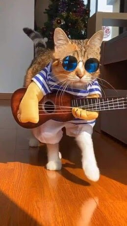 Cat-Guitar-Dress-Up