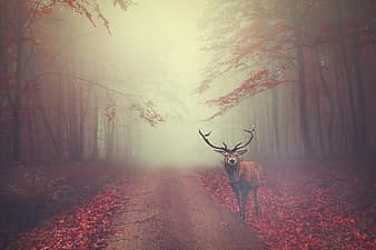 Deer, Forest, Road, Fog, Foggy, Mist, Animal, Wildlife, Path, Woodland, Wilderness