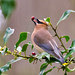 Waxwing por Tom Fenske Photography