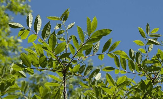 poison sumac in the summer green leaves
