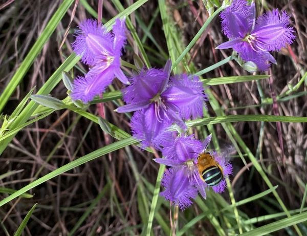 Close up of purple Fringed Lily flowers with a Blue-banded bee