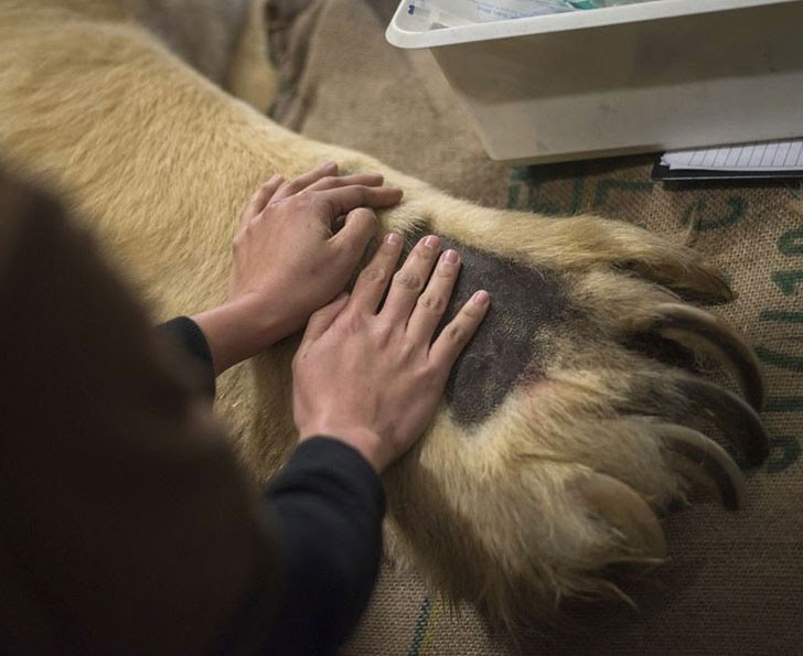 Bàn chân của một chú gấu Bắc cực so với bàn tay con người.
