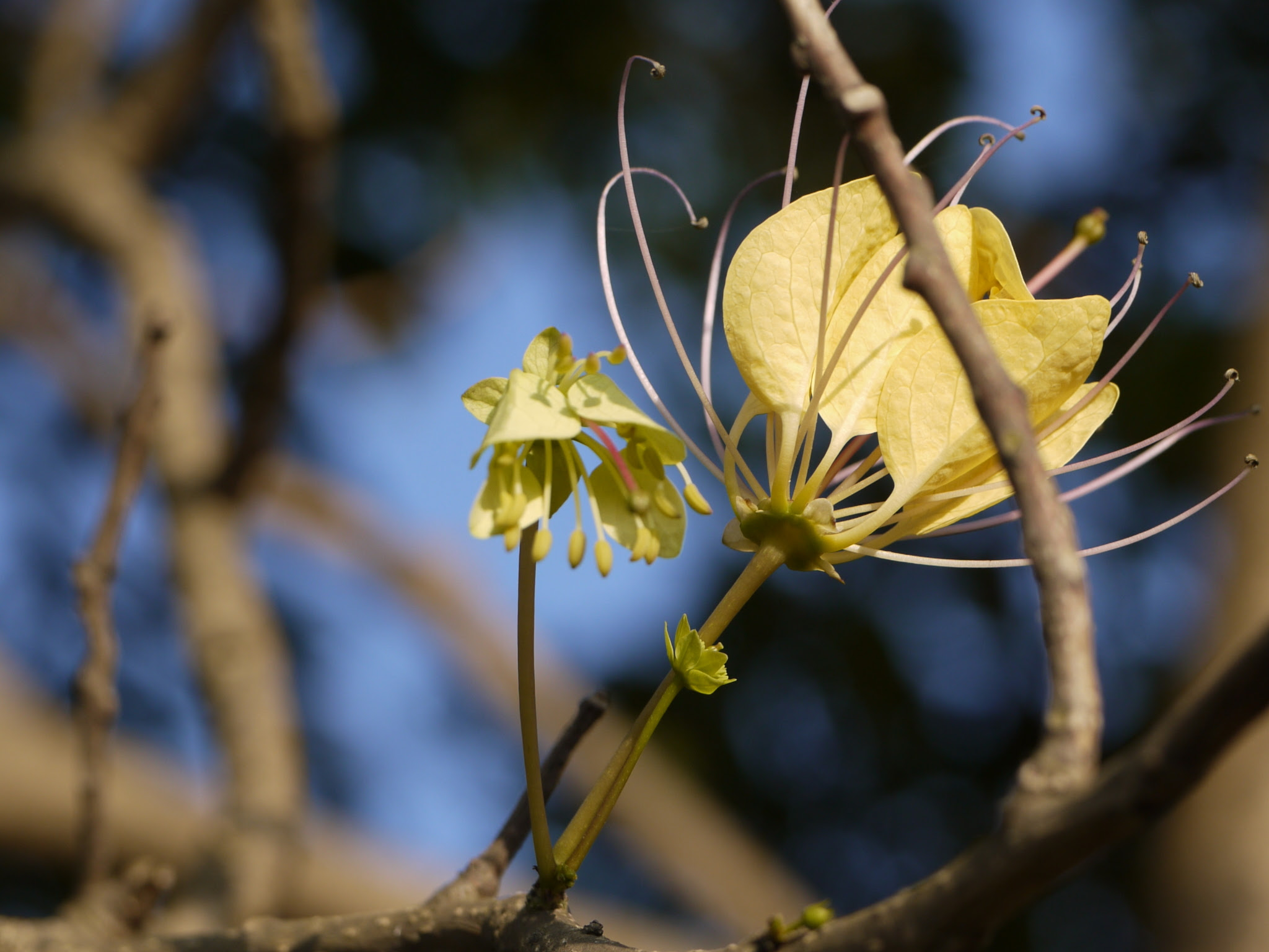 Crateva adansonii subsp. odora (Buch.-Ham.) Jacobs ... FOR VALIDATION