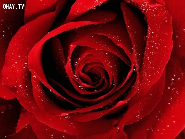Hoa hồng nhung - Tình yêu say đắm và nồng nhiệt,hoa ngữ,ngôn ngữ các loài hoa,hoa quả,hoa đẹp