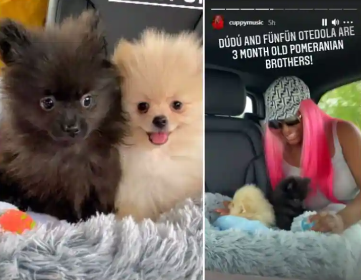 "People are sending my dogs their account details" DJ Cuppy reveals