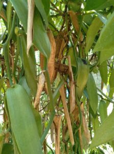 Vanilla Shoot dying Fungal Disease in Sri Lanka