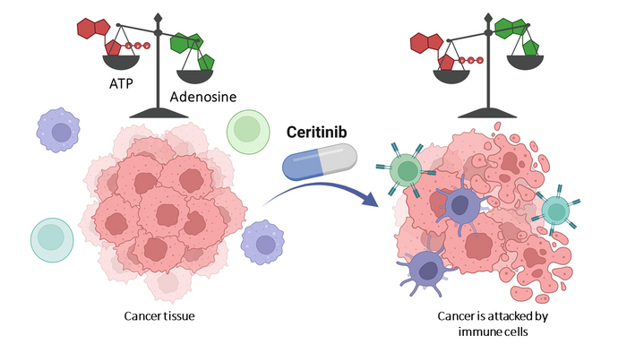 Cancer cells surround themselves with a cloud of adenosine,