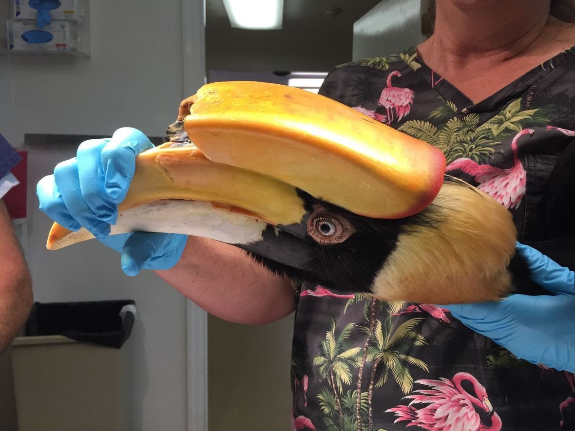This magnificent hornbill is huge!