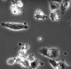 T cells ft T cells ft