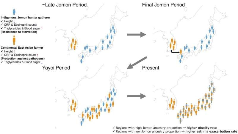 Research reveals historical Japanese regional mix and genetic predispositions to obesity and asthma