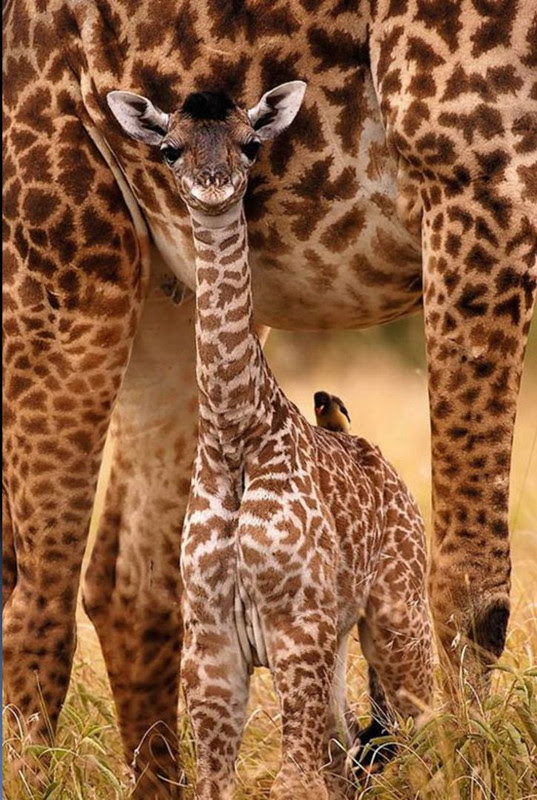 smiling-baby-giraffe