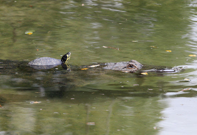 Amazing Friendship Between Reptiles