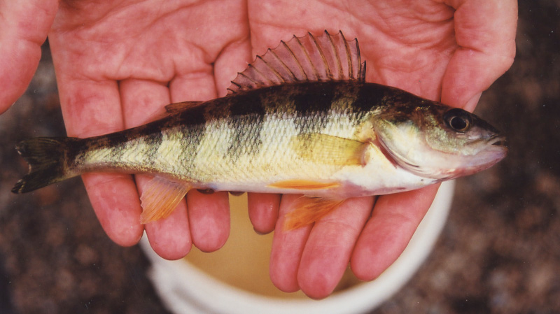 Yellow perch in hands