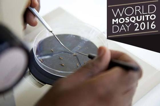 World Mosquito Day 2016