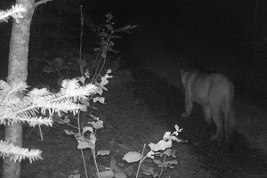 a cougar picture from a trail camera in Michigan