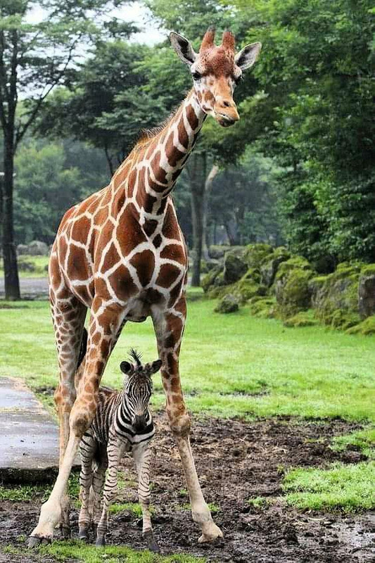 Giraffe-Zebra-baby