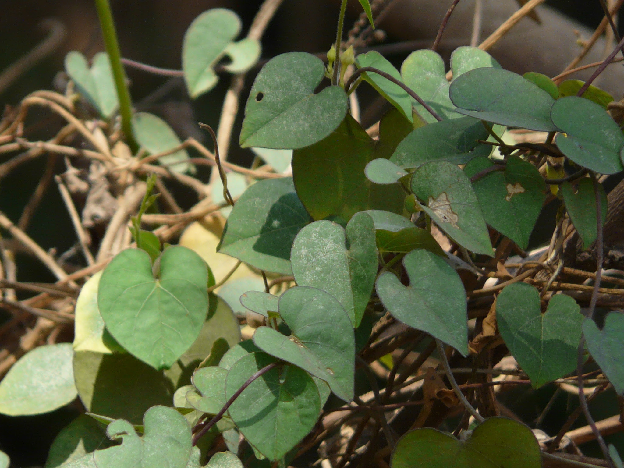 Ipomoea obscura (L.) Ker Gawl.