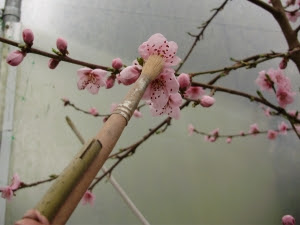 Pollinating peach blossom gently with soft paintbrush