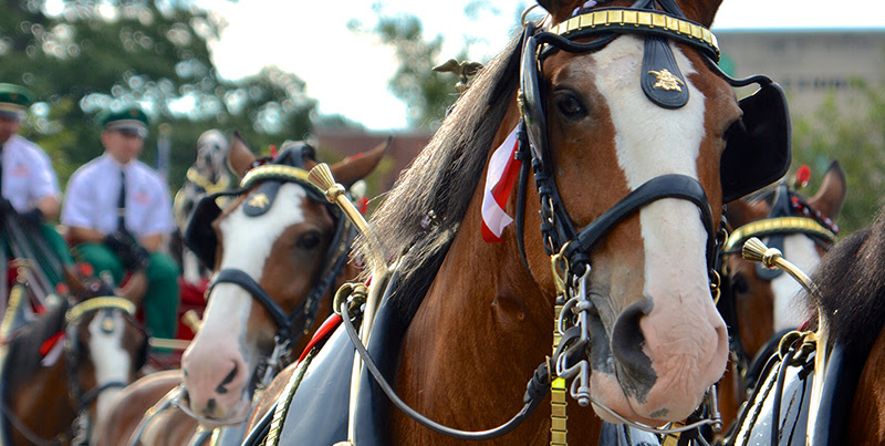 10 NEW experiences at your 2021 Indiana State Fair | WBIW