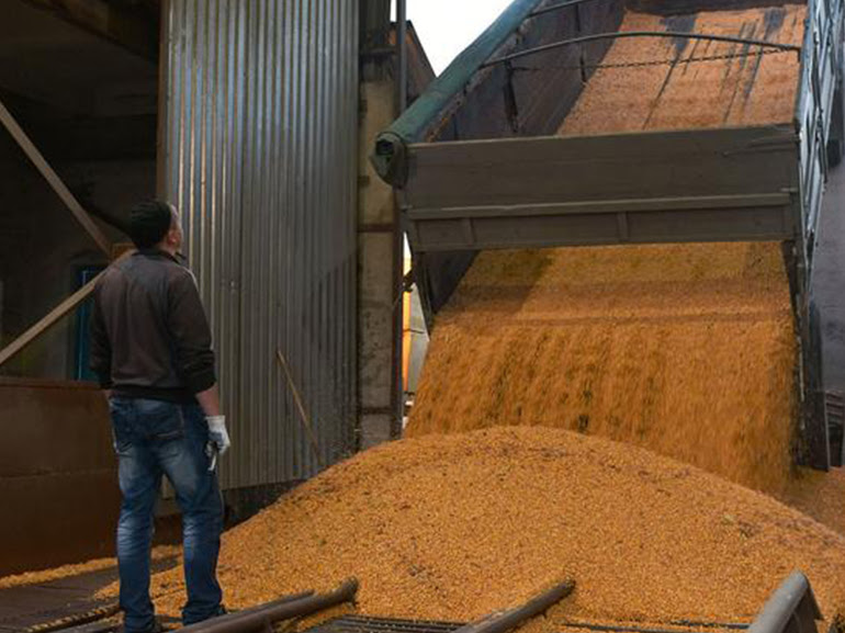 Урожай зерна в России побил исторический рекорд превысив 147 млн тонн