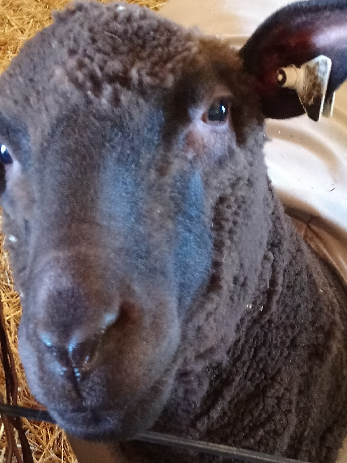 a curious brown Corriedale sheep looks right at the camera