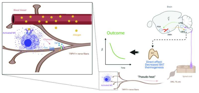 Key role identified for nervous system in severe allergic shock