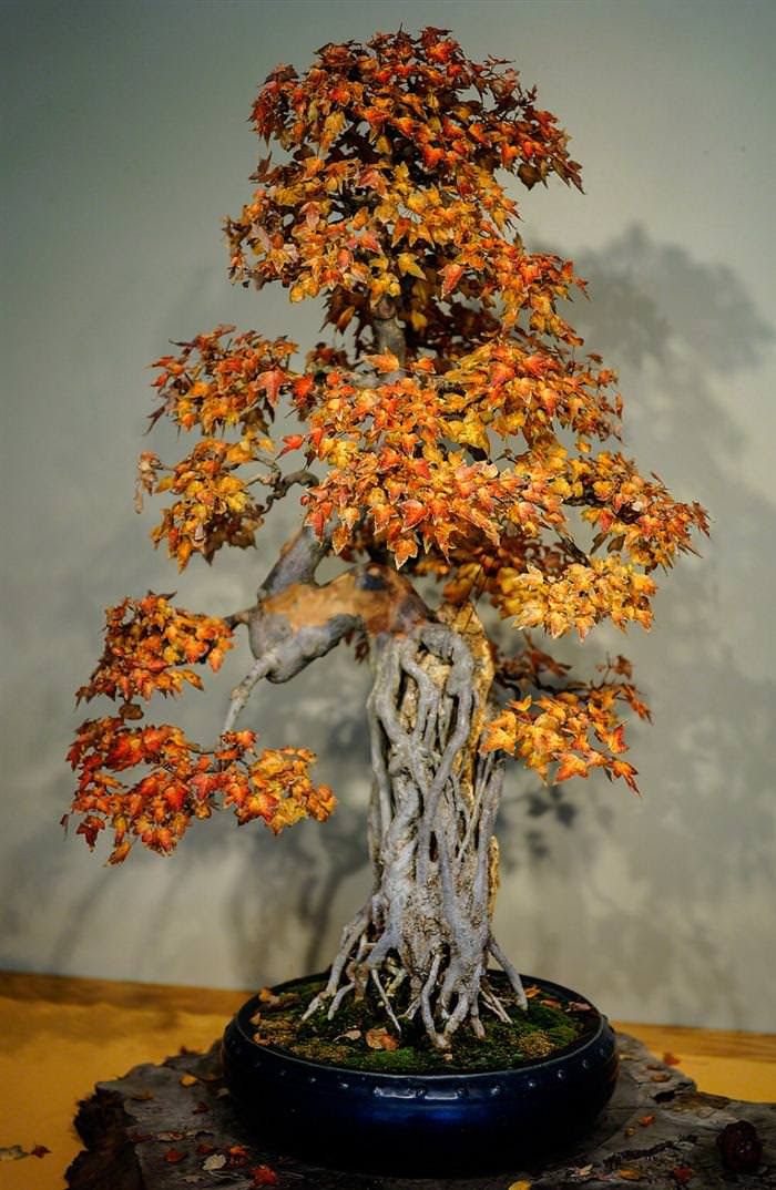 Những cây bonsai đẹp nhất của Nhật Bản F13bccfe-0285-43da-bf19-10859ea8f9db