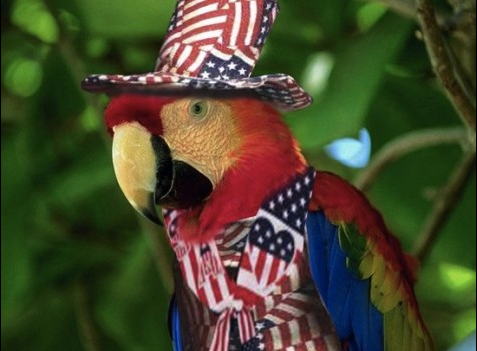 Patriotic parrot