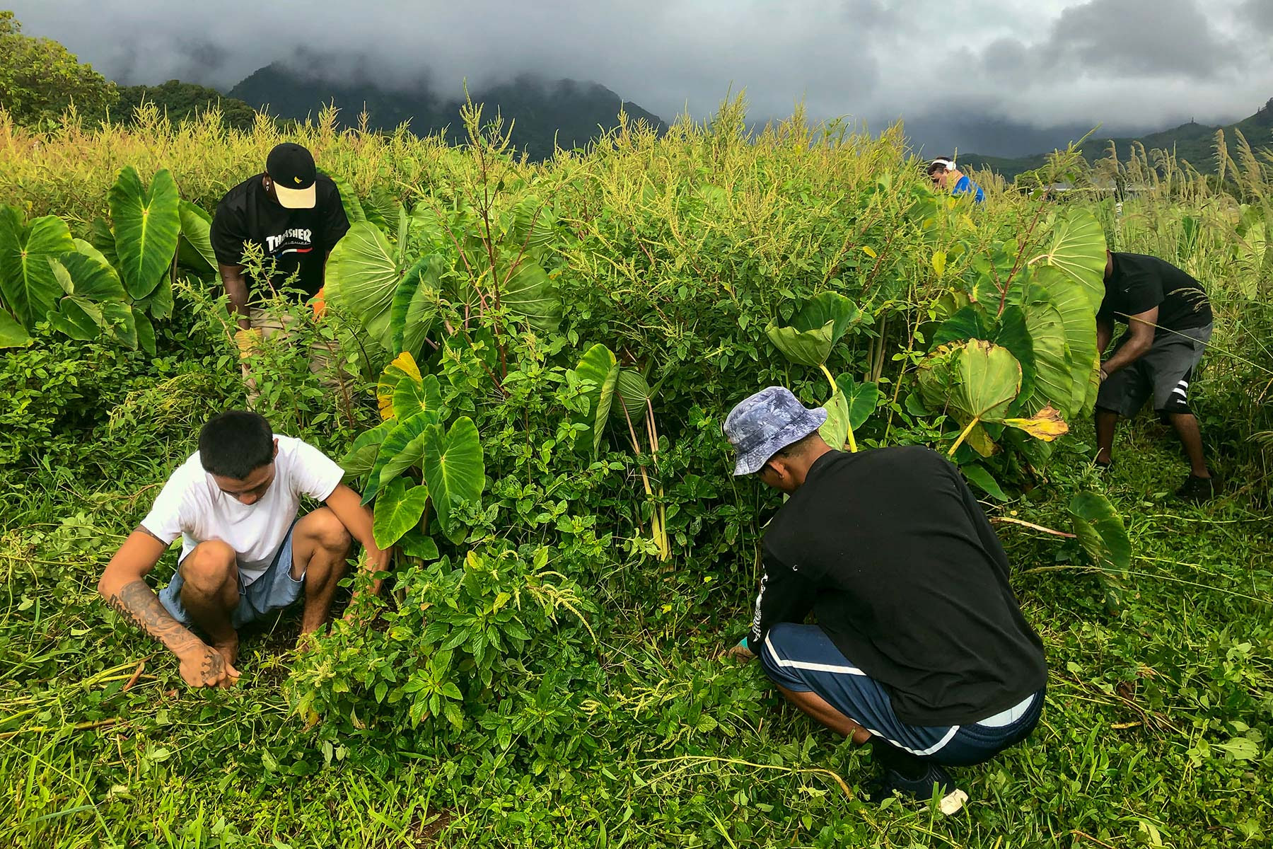 Minors of the Kawailoa Youth & Family Wellness Center have the opportunity to work at the 5-acre Kupa ‘Aina Farm on the grounds of the facility. | Photo: courtesy of Partners in Development Foundation