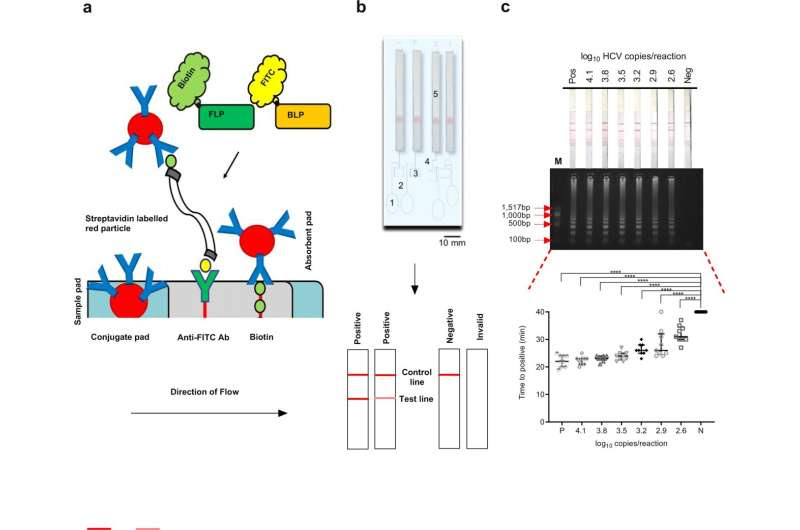 'Origami' diagnostic test could help hepatitis C treatment