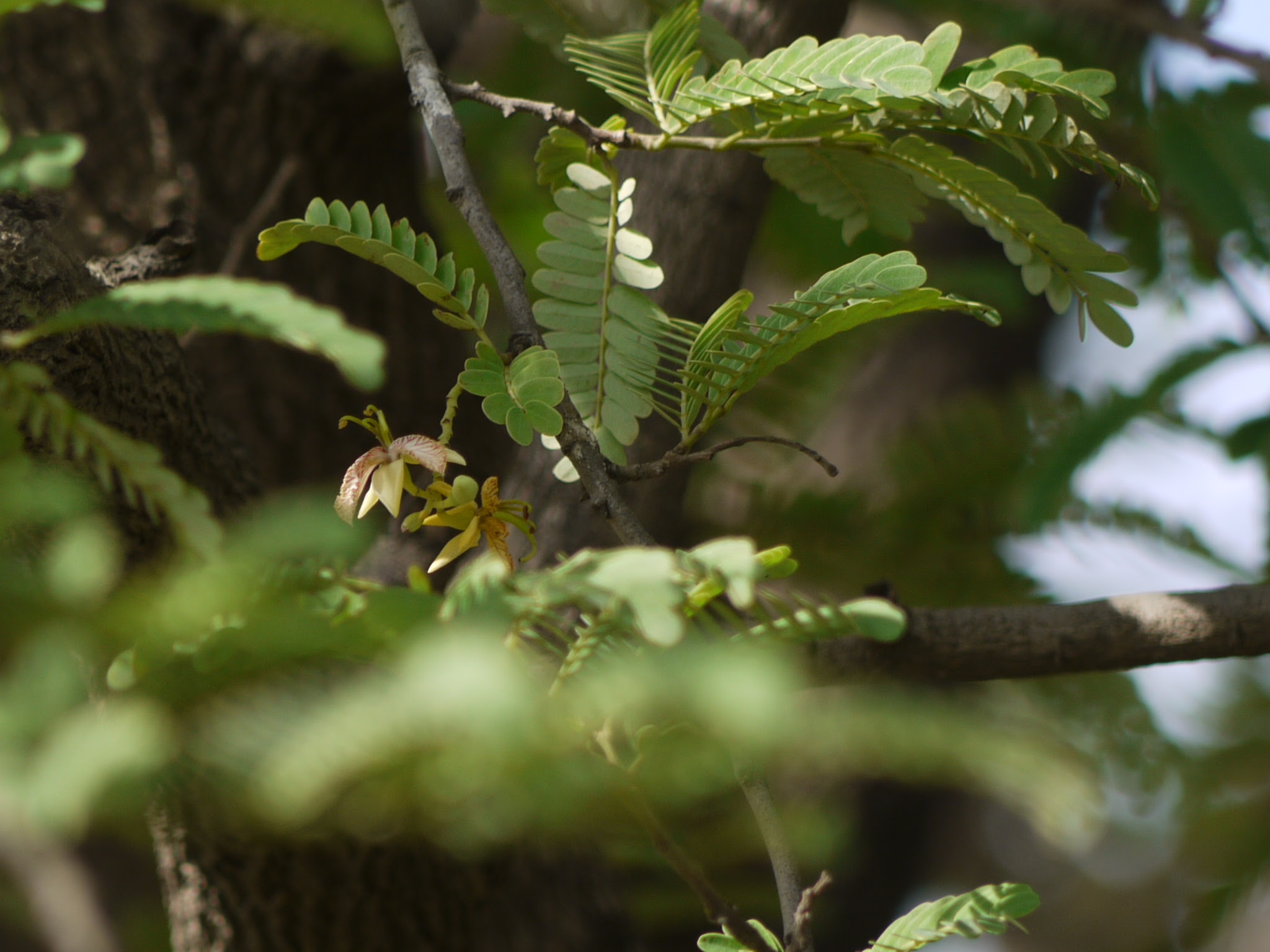 Tamarindus indica L.