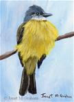 Couch's Kingbird ACEO - Posted on Thursday, March 26, 2015 by Janet Graham