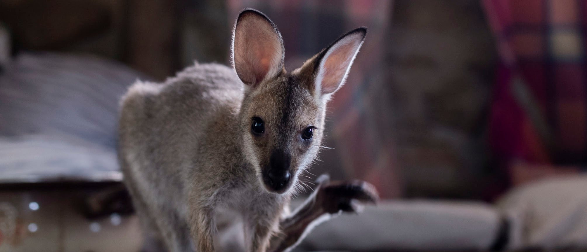 Man Strangles Neighbor’s Kangaroo To Death And Younger Kangaroos Surround Its Lifeless Body