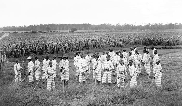 African American convicts working in the fields