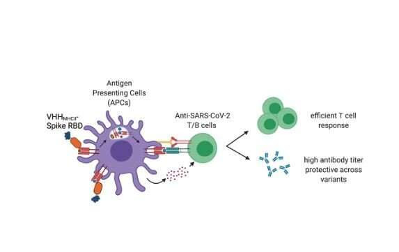 New COVID vaccine design is easier to manufacture, doesn’t need cold storage