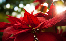 poinsettiasmaller_1762192.jpg