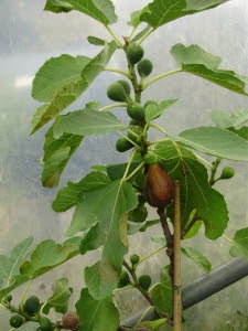 Fig 'Violetta' - a tasty variety