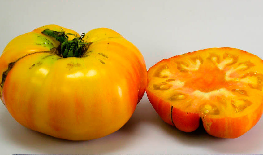 Marvel Stripe Tomato